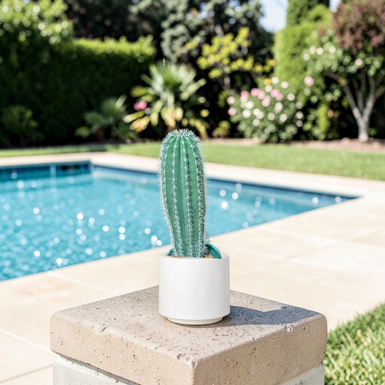 Pachycereus Pringlei Cactus
