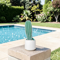 Pachycereus Pringlei Cactus