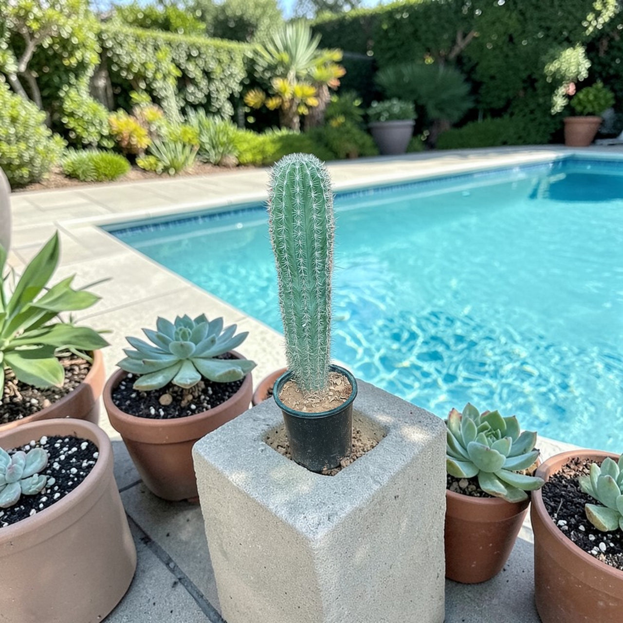 Pachycereus Pringlei Cactus