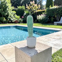 Pachycereus Pringlei Cactus