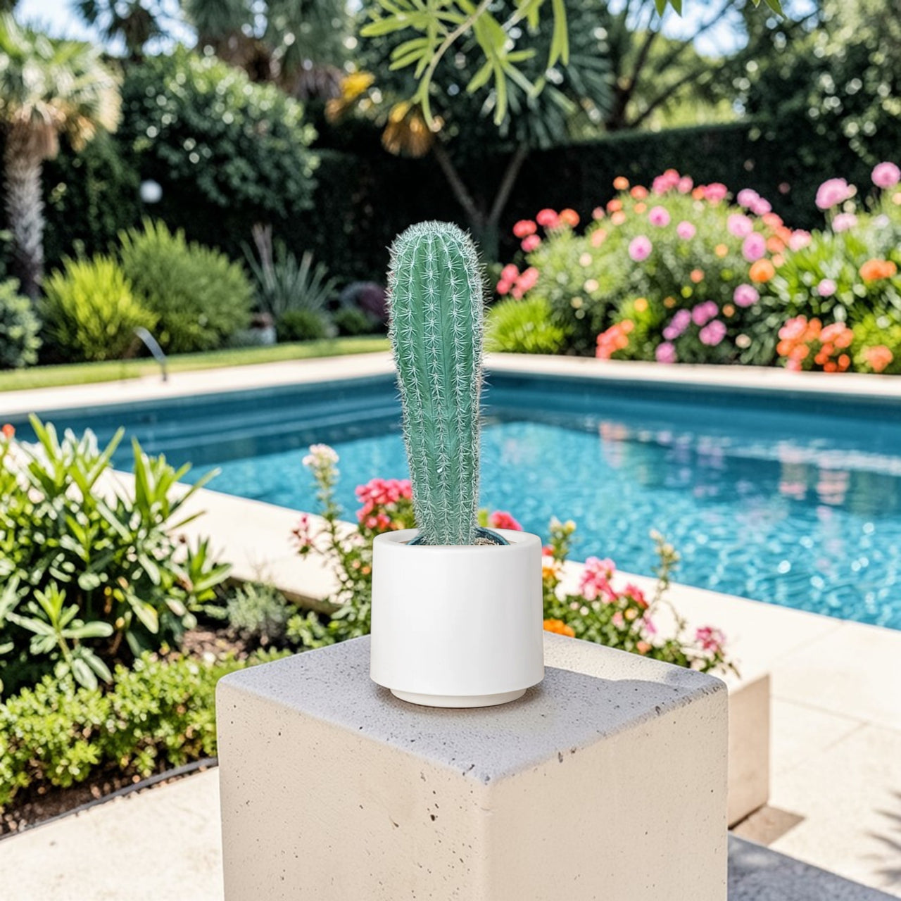 Pachycereus Pringlei Cactus