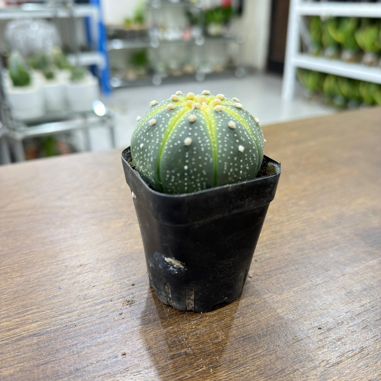 Sand Dollar Cactus (Astrophytum asterias)