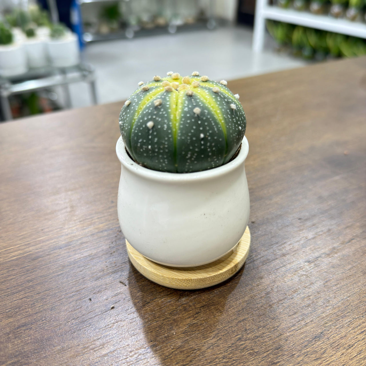Sand Dollar Cactus (Astrophytum asterias)
