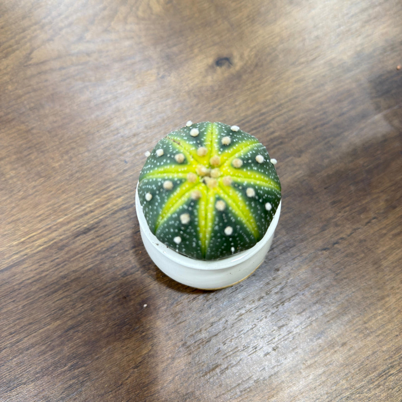 Sand Dollar Cactus (Astrophytum asterias)