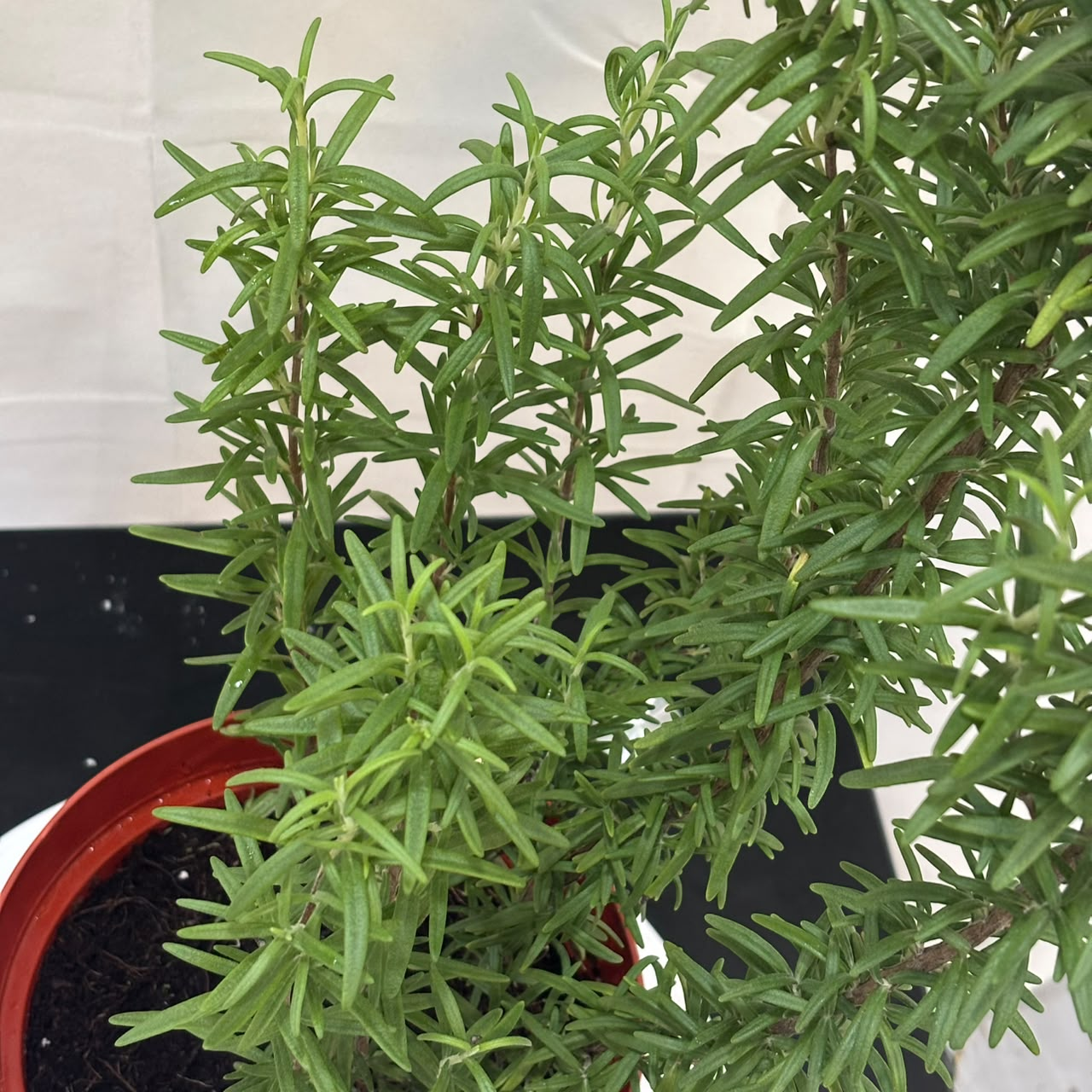 Rosmarinus Officinalis - Rosemary
