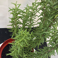 Rosmarinus Officinalis - Rosemary