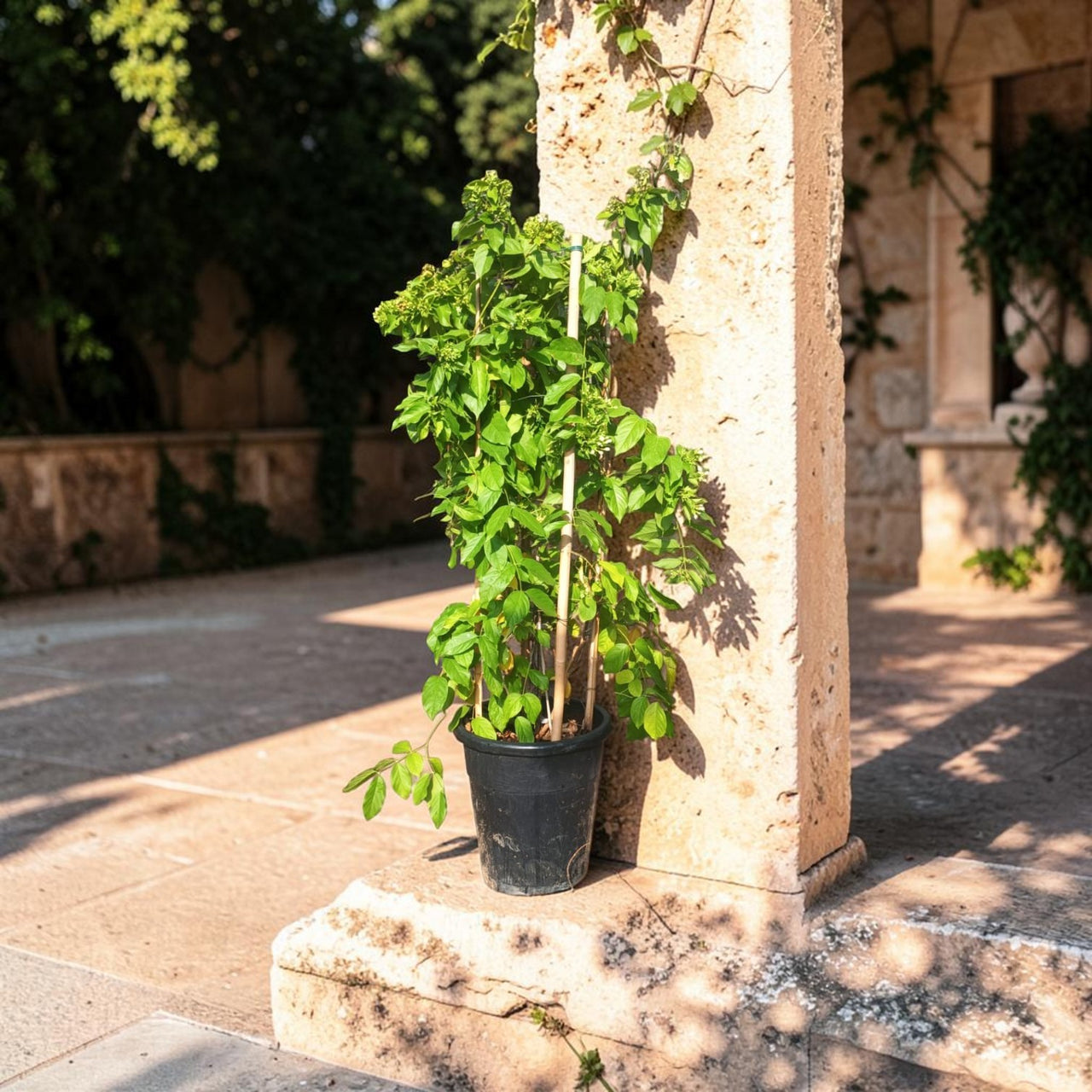 Quisqualis Indica – Rangoon Creeper – Drunken Sailor