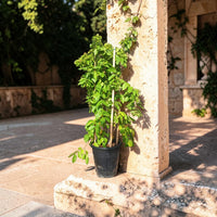 Quisqualis Indica – Rangoon Creeper – Drunken Sailor