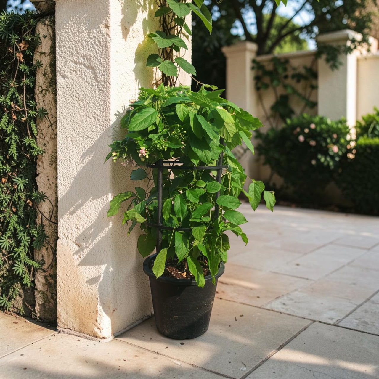 Quisqualis Indica – Rangoon Creeper – Drunken Sailor