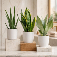 Air Purifying Plant Bundle – Aloe Vera, Mini Snake Plant & Silver Snake Plant