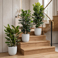 Ficus Indoor Plant Bundle – Rubber Plant, Cyathistipula & Fiddle Leaf Fig in Ceramic Pot