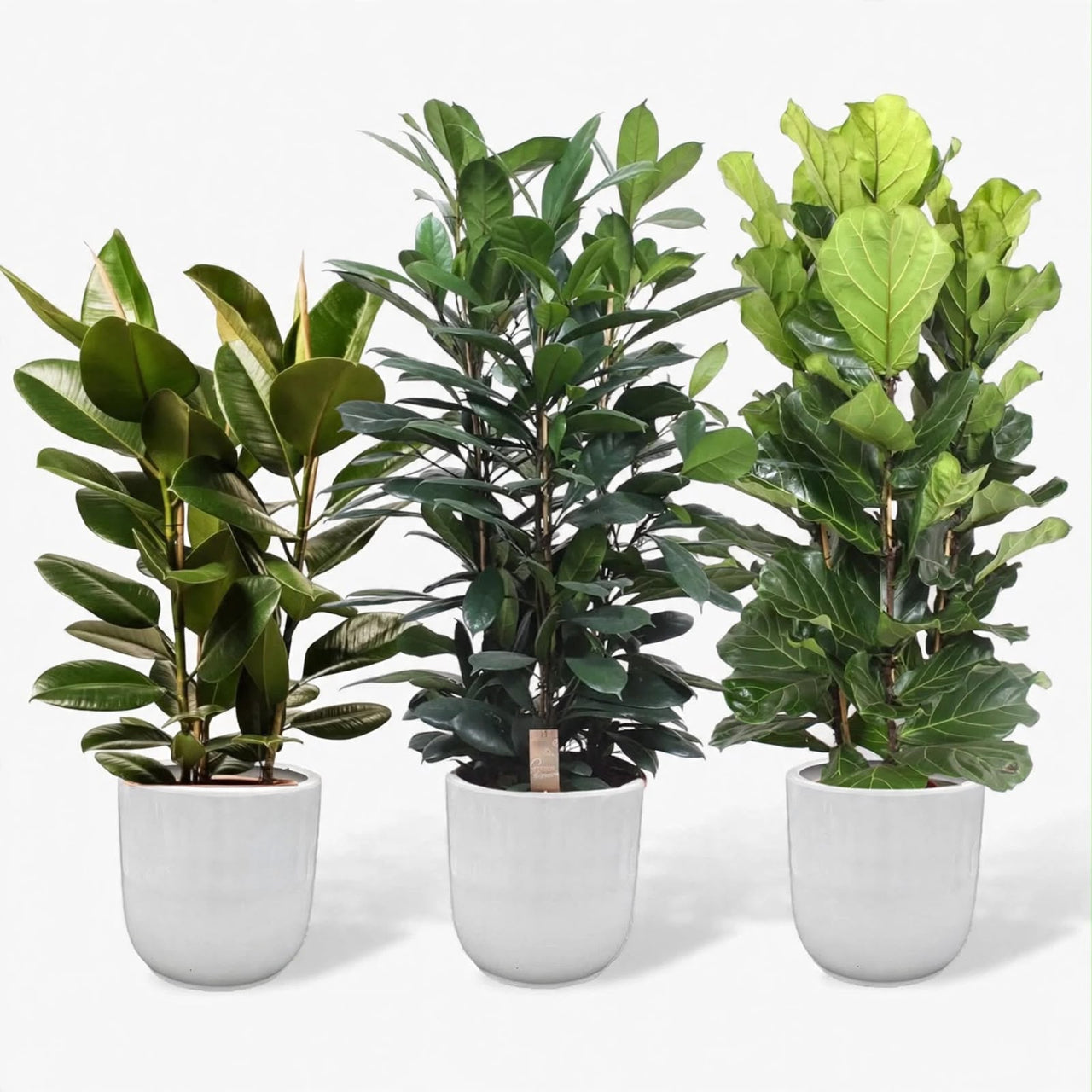 Ficus Indoor Plant Bundle – Rubber Plant, Cyathistipula & Fiddle Leaf Fig in Ceramic Pot