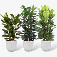 Ficus Indoor Plant Bundle – Rubber Plant, Cyathistipula & Fiddle Leaf Fig in Ceramic Pot