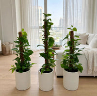 Scindapsus – Epipremnum Aureum – Money Plant x3 Bundle