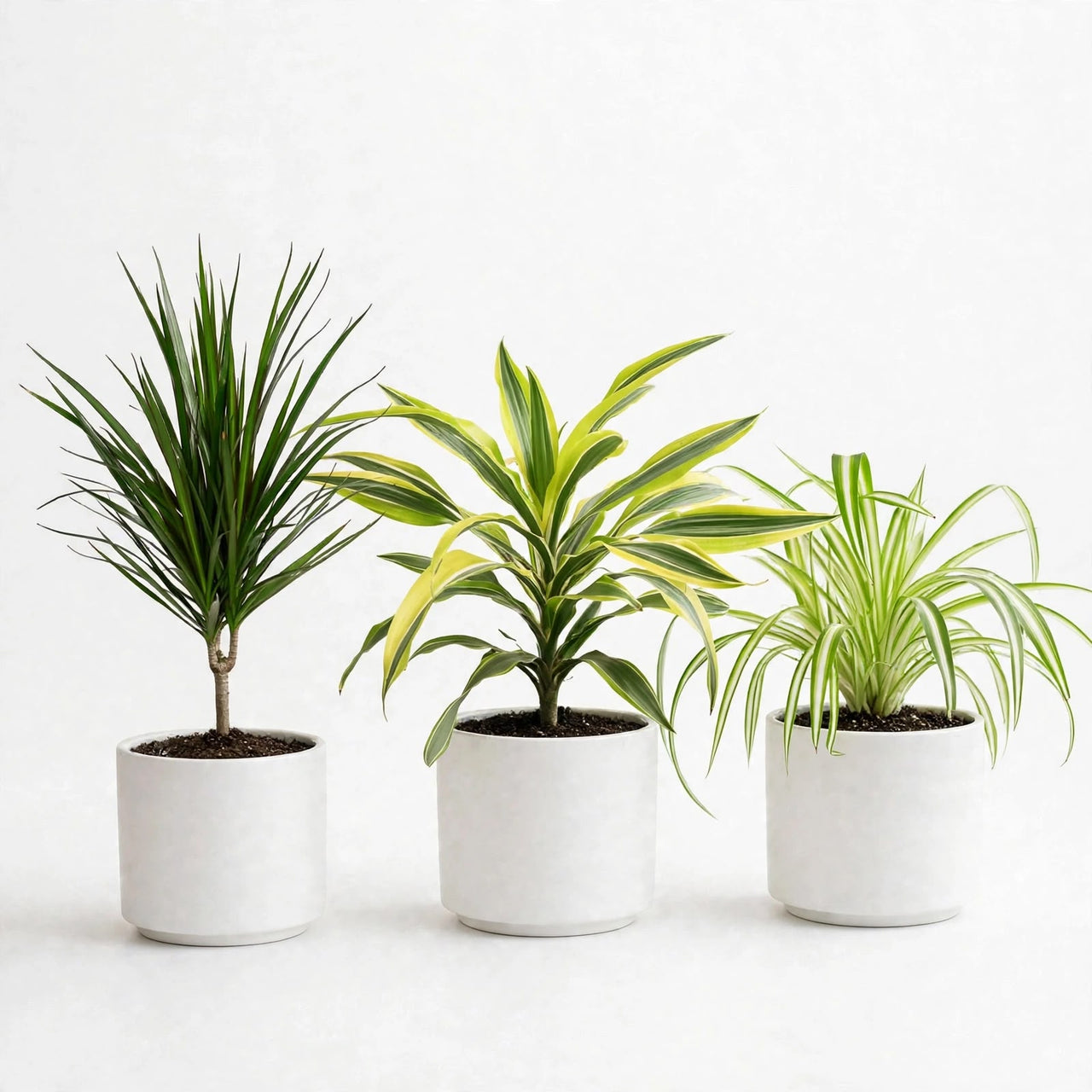 Clean Air Trio – Dracaena Marginata, Lemon Lime & Spider Plant