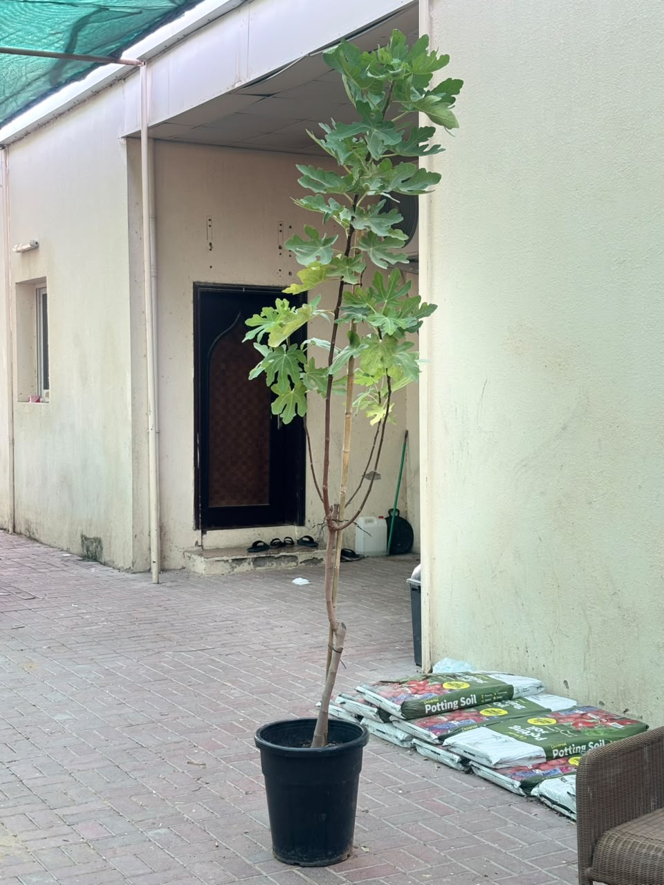 Fig Tree