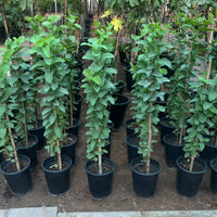 Psidium Guajava - Guava Tree