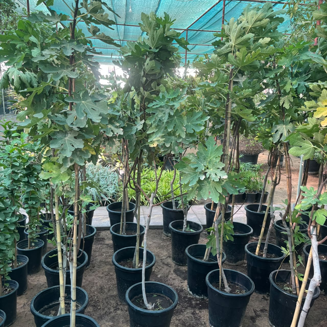Fig Tree