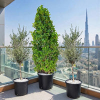 Classy Balcony Trio-Ficus Cone Centerpiece with Olive Trees