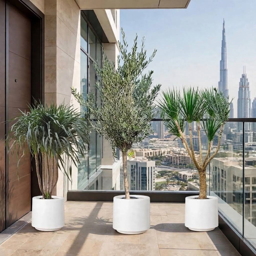 Modern Entrance Bundle - Dracaena Draco, Black Pearl & Olive Tree