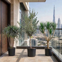 Modern Entrance Bundle - Dracaena Draco, Black Pearl & Olive Tree