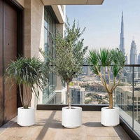 Modern Entrance Bundle - Dracaena Draco, Black Pearl & Olive Tree