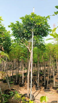 Pongamia Pinnata - Pongamia Tree