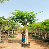 Pongamia Pinnata - Pongamia Tree