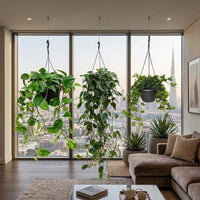 Fresh Air Trailing Plant Bundle - Pothos, Philodendron & Ivy | Low Light Indoor Plants