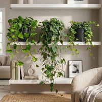 Fresh Air Trailing Plant Bundle - Pothos, Philodendron & Ivy | Low Light Indoor Plants