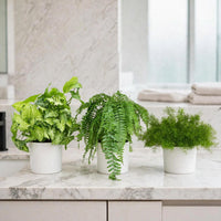 Low-Light Bathroom Bundle - Syngonium, Boston Fern, Asparagus Fern