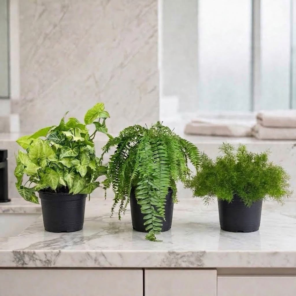 Low-Light Bathroom Bundle - Syngonium, Boston Fern, Asparagus Fern