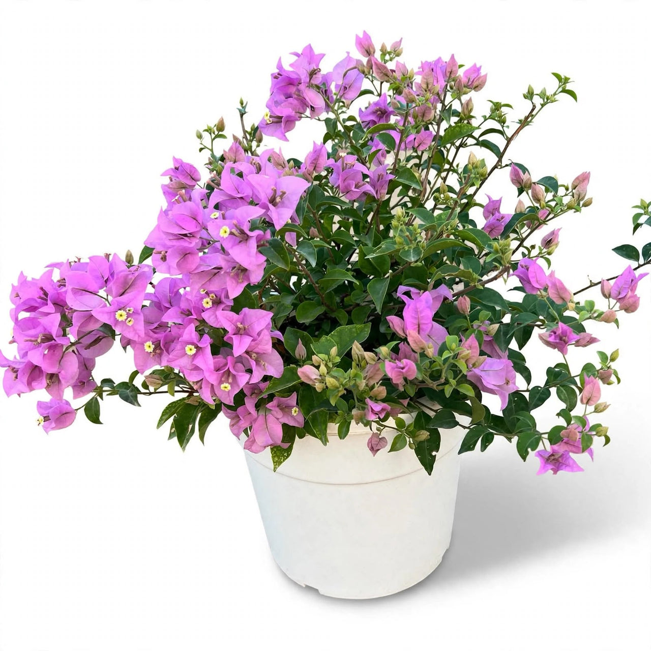 Bougainvillea alexandra "Purple-Paper Flower"