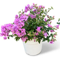 Bougainvillea alexandra 