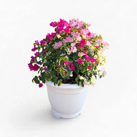 Bougainvillea Glabra – Paperflower Vine