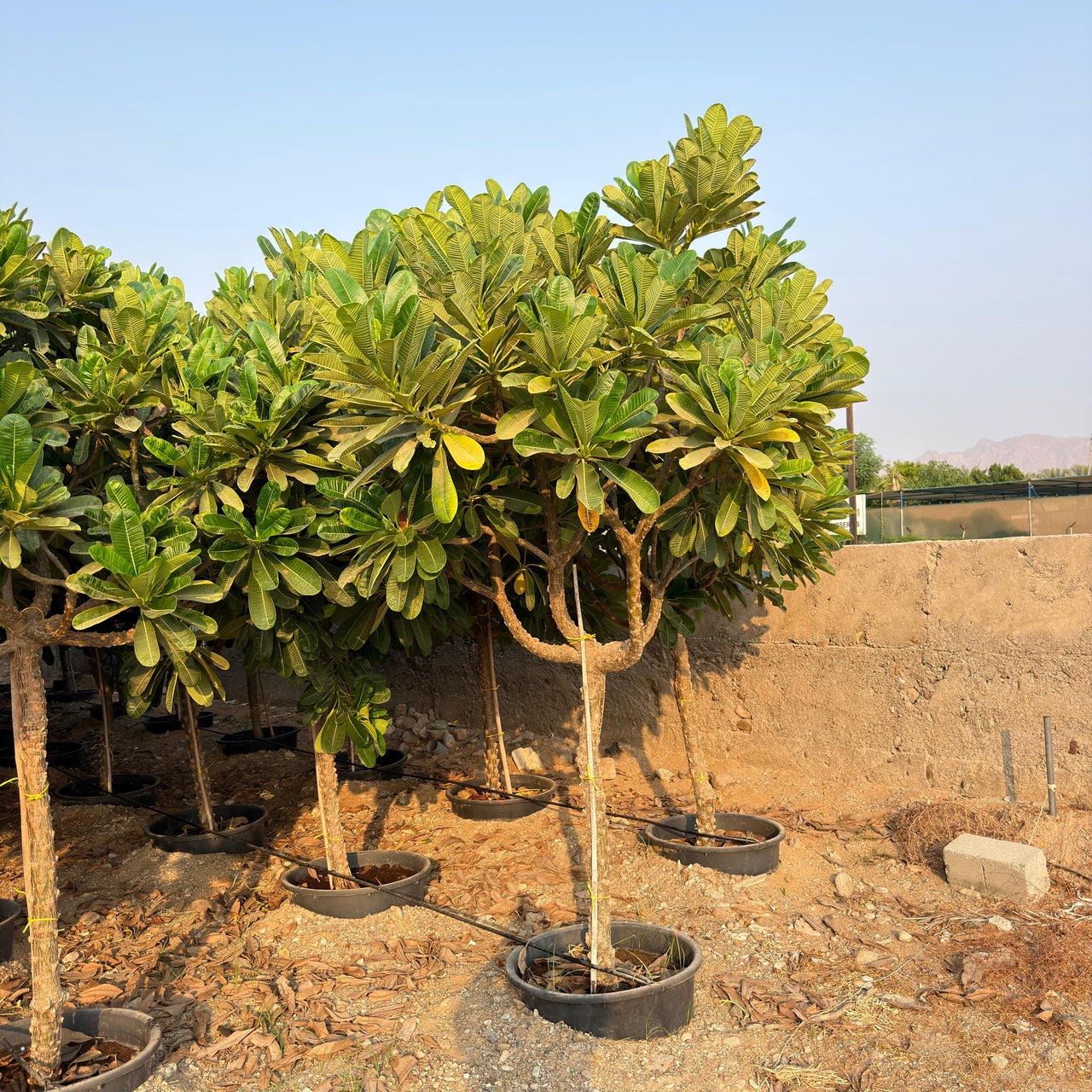 Plumeria Obtusa - Frangipani