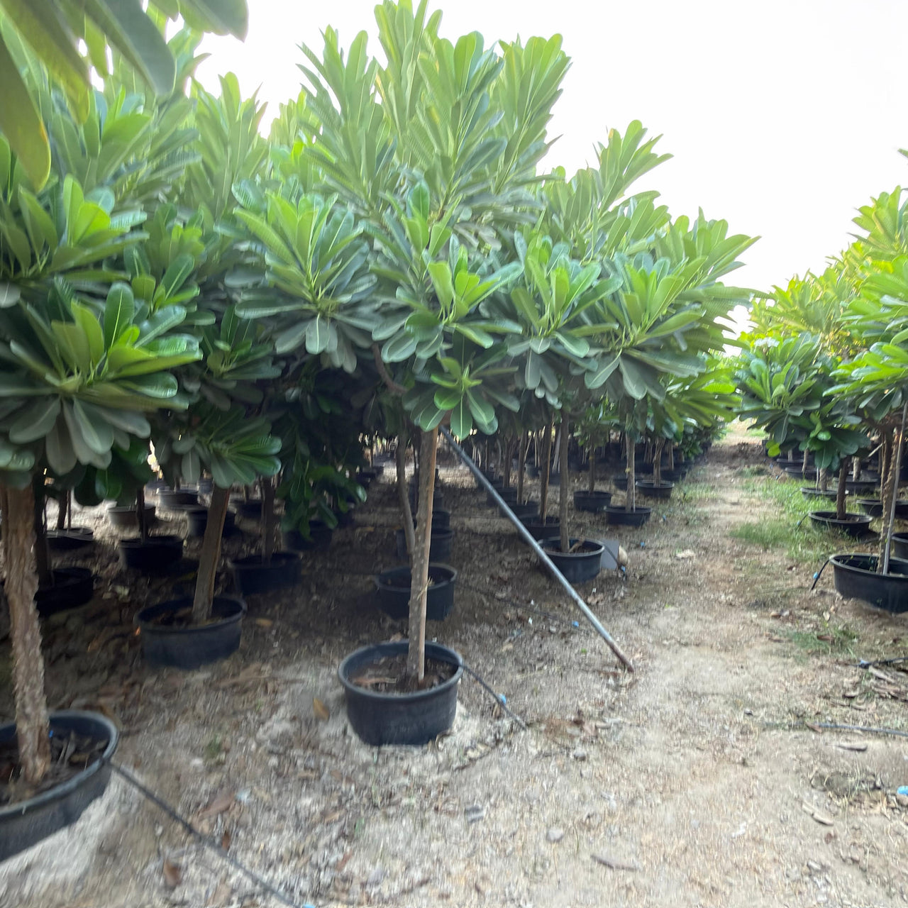 Plumeria Obtusa - Frangipani