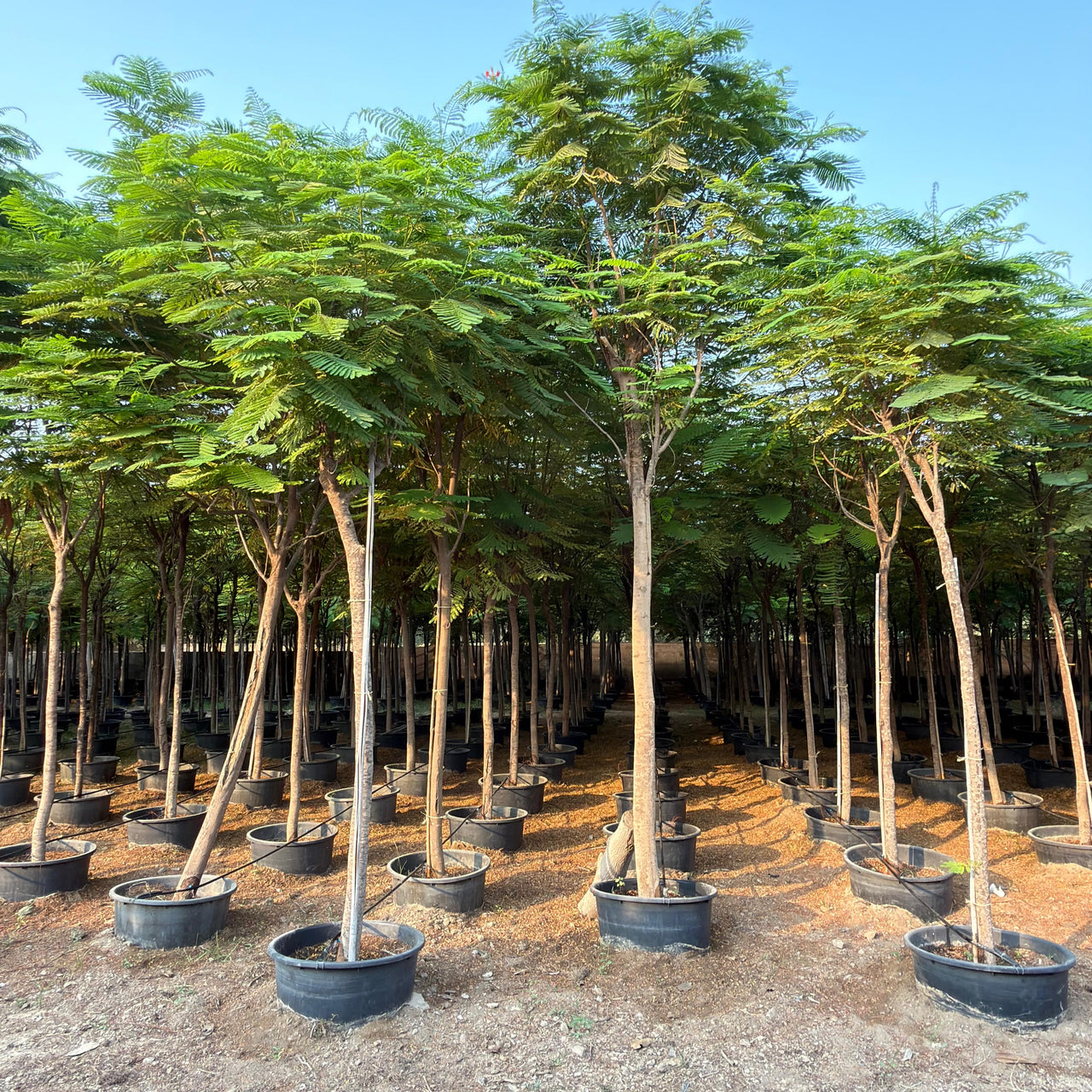 Delonix Regia - Flame Tree