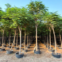 Delonix Regia - Flame Tree
