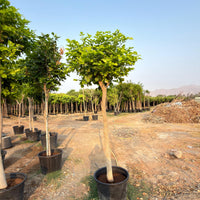 Pongamia Pinnata - Pongamia Tree