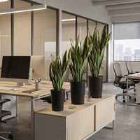 The Tiered Serpent – Snake Plant Height Ladder Set | UAE Office's Best
