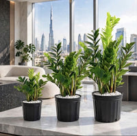 The ZZ Tower – Ladderized ZZ Plant Bundle of 3 | UAE Offices & Home's Best