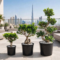 Ficus Ginseng S-Shape Bonsai – Sculptural Outdoor Bonsai