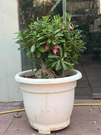 Adenium Obesum - Desert Rose