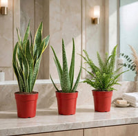 No-Fuss Bathroom Green Pack — Snake Plant + Aloe Vera + Boston Fern - 25-30cm