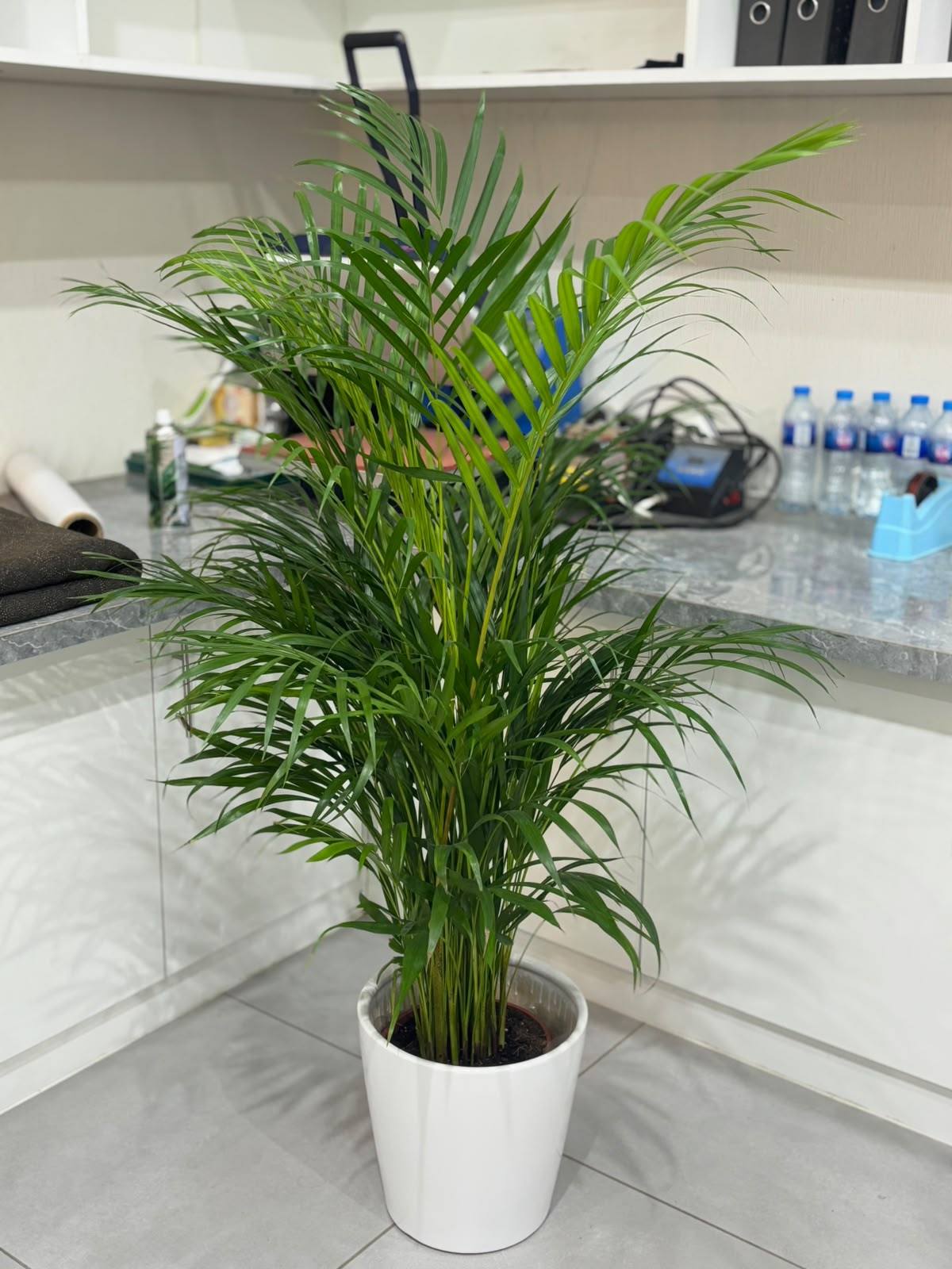Areca Palm Holland (Chrysalidocarpus Lutescens)