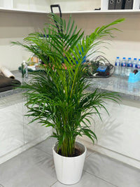 Areca Palm Holland (Chrysalidocarpus Lutescens)