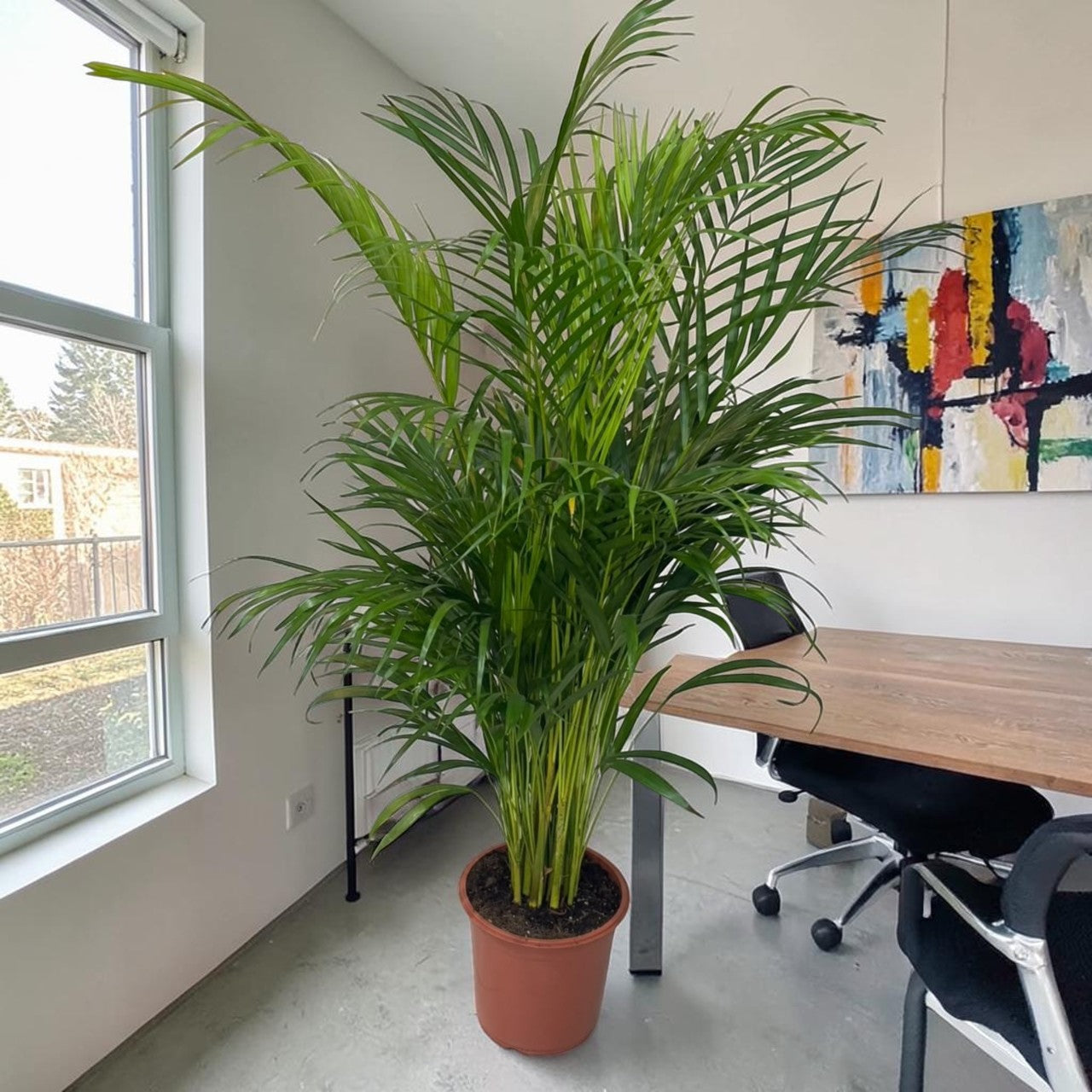 Areca Palm Holland (Chrysalidocarpus Lutescens)