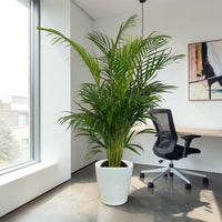 Areca Palm Holland (Chrysalidocarpus Lutescens)