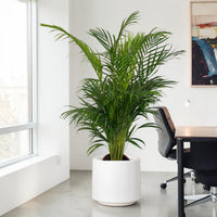 Areca Palm Holland (Chrysalidocarpus Lutescens)